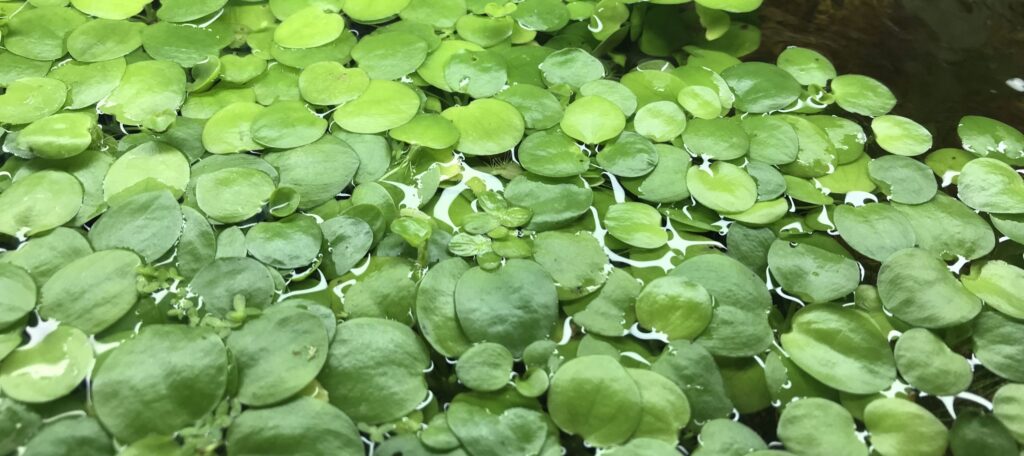 Amazon Frogbit